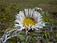 Hairy daisy